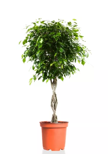 Фикус Экзотика переплетенный 23/110 см