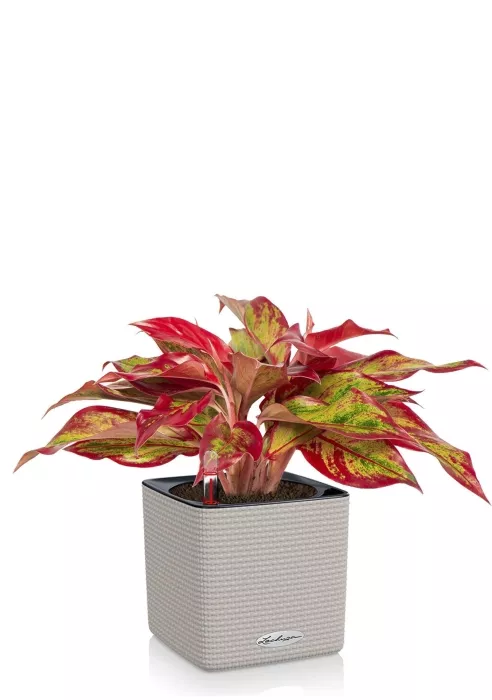 Аглаонема Крит в CUBE 14, песочно-коричневый