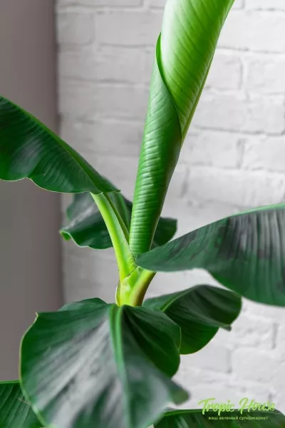 Банан 21/100 см