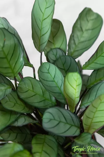 Ктенанта Амагрис в PURO 20