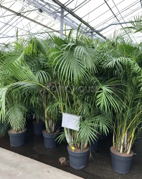 Хризалидокарпус в CUBE 50