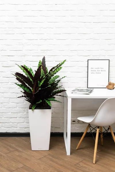 Калатея Лансифолия 30/80 см в CUBE 40