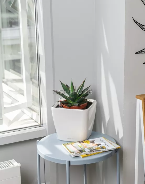 Агава в QUADRO LS 21