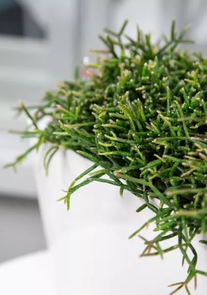 Рипсалис в DELTA 20