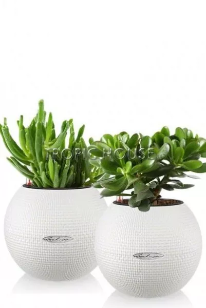 "Набор для рабочего стола" Крассула в PURO 20