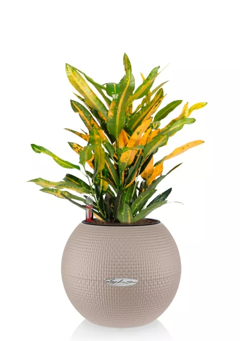 Кротон Санни в CUBE COLOR 14, песочно-коричневый