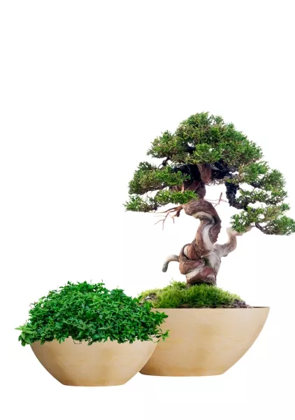 Кашпо CONCRETIKA BONSAY LEMON CLAY