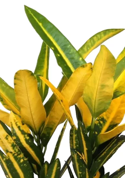 Кротон Санни в CUBE GLOSSY 14