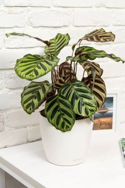 Калатея Макояна 14/45 см в CLASSICO 18