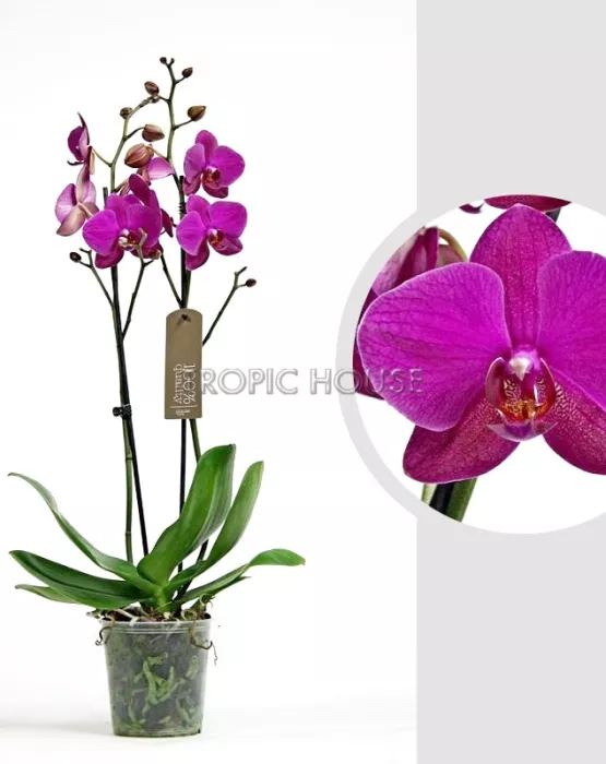 Орхидея Фаленопсис 2 ствола Фуксия 12/60 см
