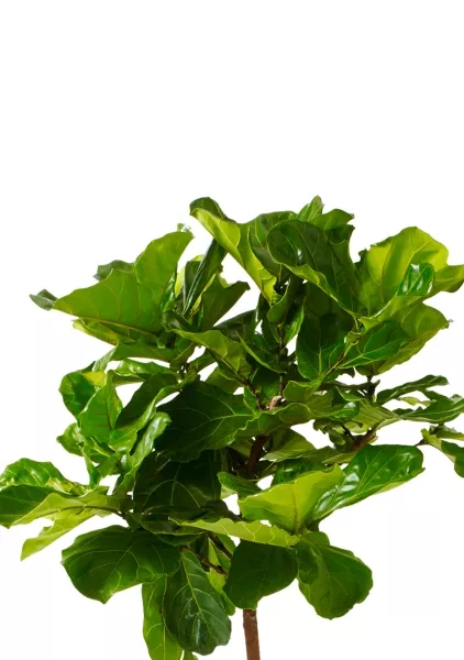 Фикус Лирата на стволе 24/120 см в CILINDRO COLOR 32