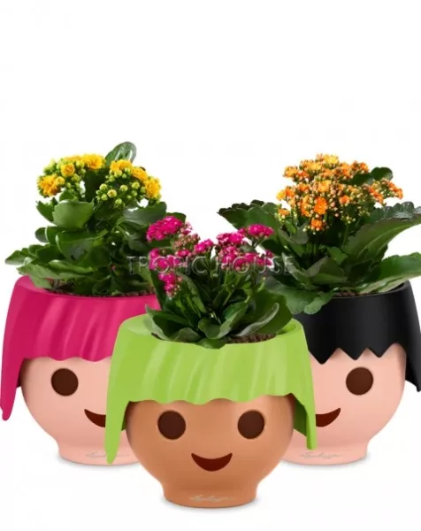 Набор "Каланхоэ" OJO 30 см