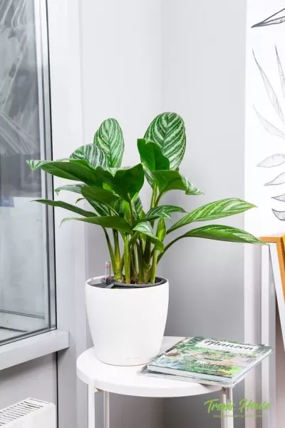 Аглаонема Страйп в CLASSICO LS 21