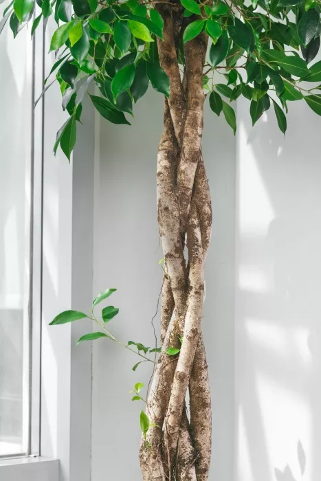 Фикус Бенджамина в CLASSICO LS 50