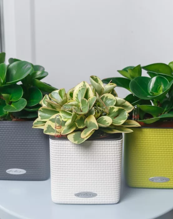 Набор "Пеперомия" в CUBE 14