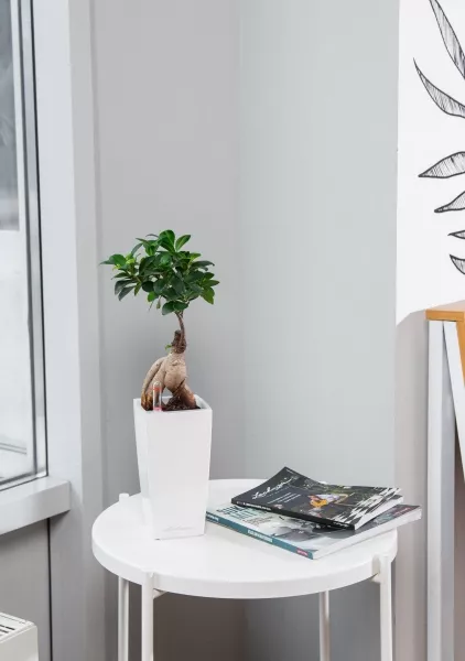 Бонсай в MINI CUBI 9