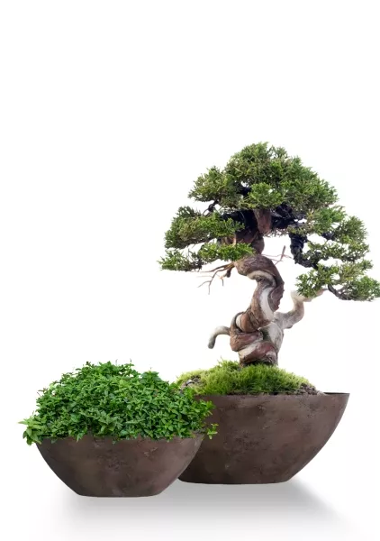 Кашпо CONCRETIKA BONSAY TAUPE CONCRETE