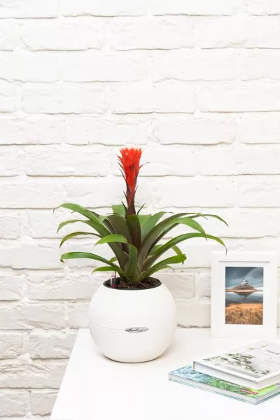 Гузмания красная в PURO 20