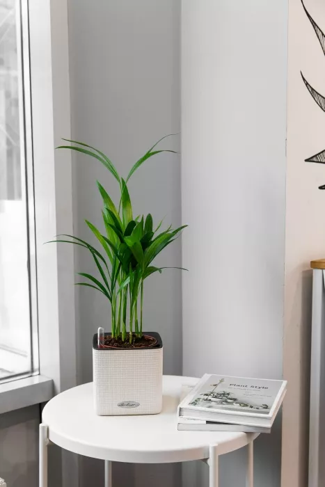 Хризалидокарпус в CUBE COLOR 14