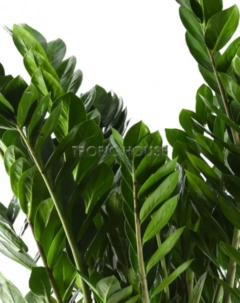 Замиокулькас в CARARO 75