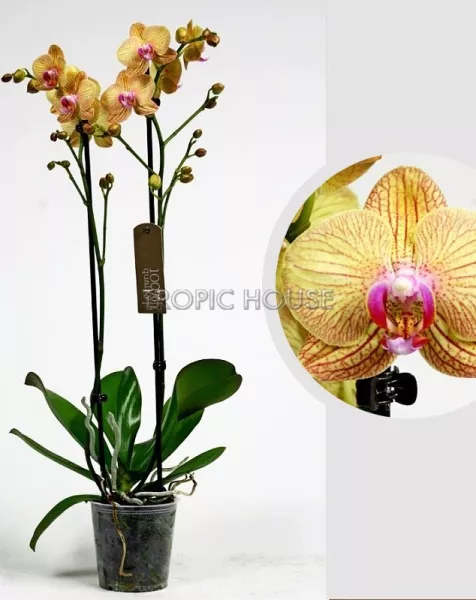 Орхидея Фаленопсис оранжевая 12/60 см
