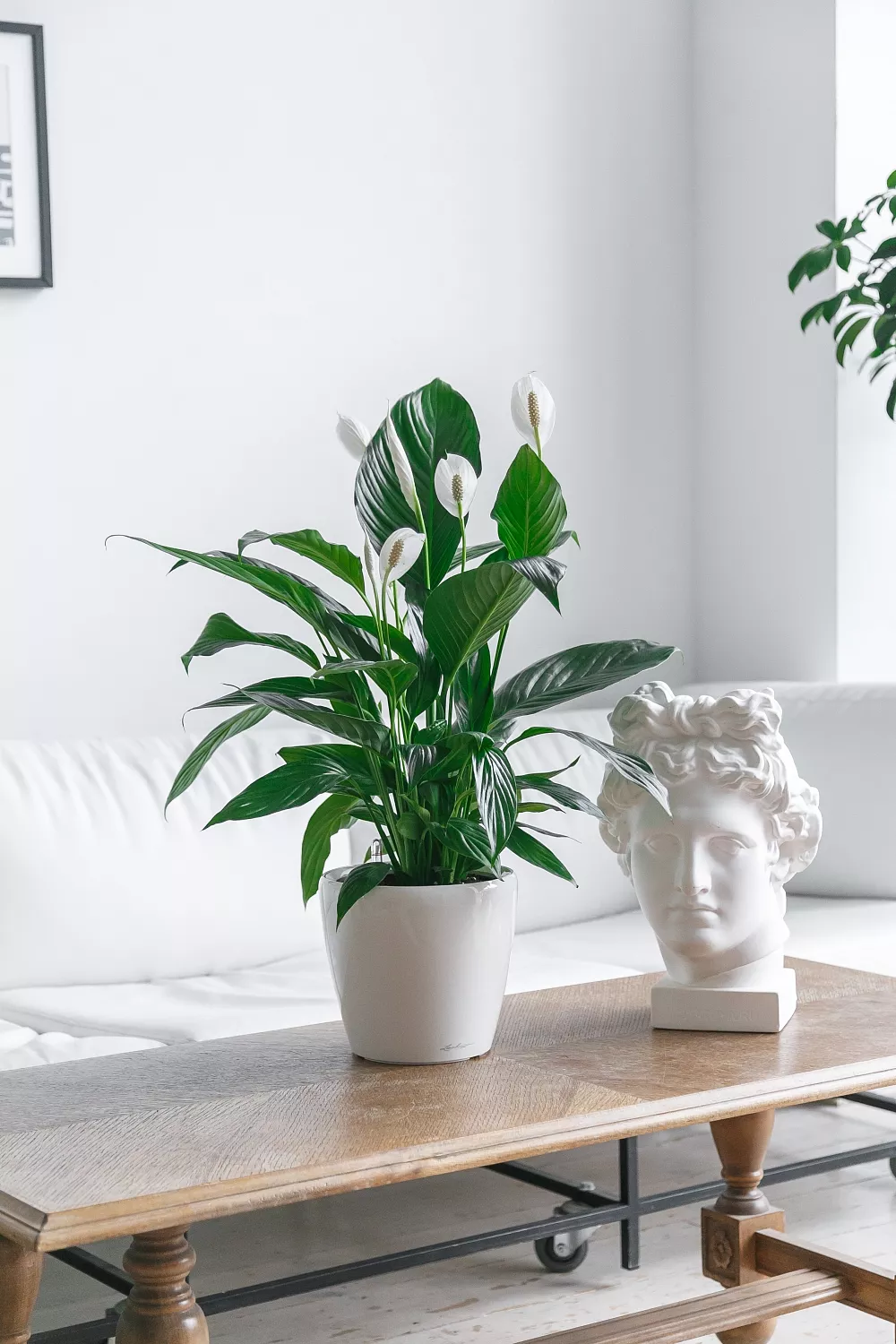 СОЗДАНИЕ ПРОЕКТА ФИТОДИЗАЙНА