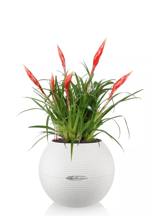 Вриезия Астрид PURO 20/40 см, белый