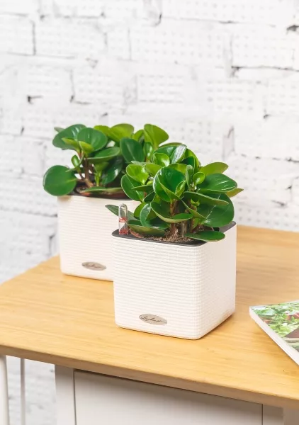 Пеперомия Грин в CUBE COLOR 14