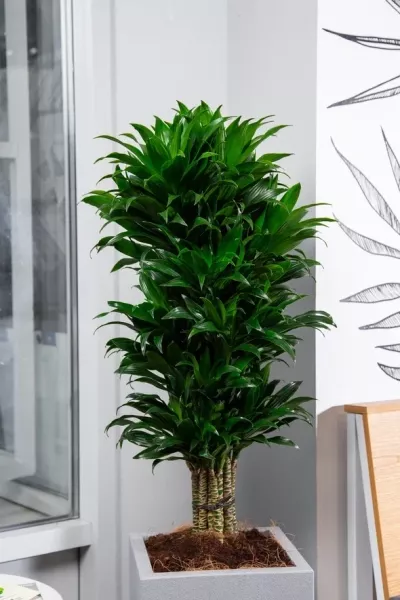 Драцена Компакта бранч 34/150 см в CANTO STONE HIGH 40