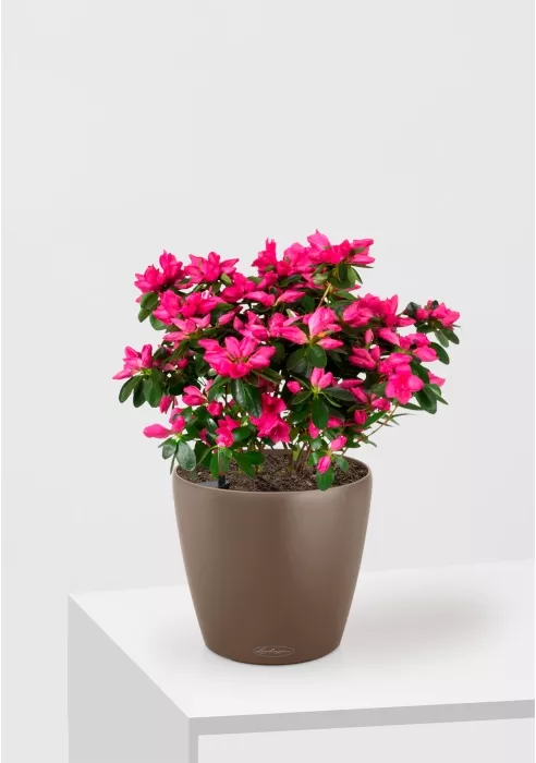 Азалия Фландрес розовая в CLASSICO COLOR 21