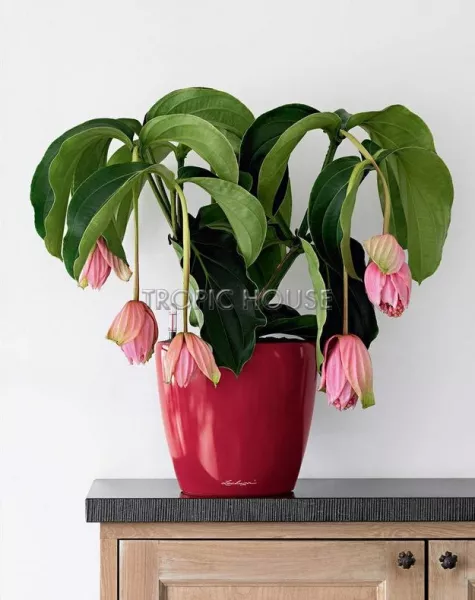 Кашпо LECHUZA CLASSICO LS 21х20 см