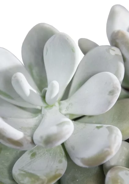 Пахифитум в CANTO STONE 14