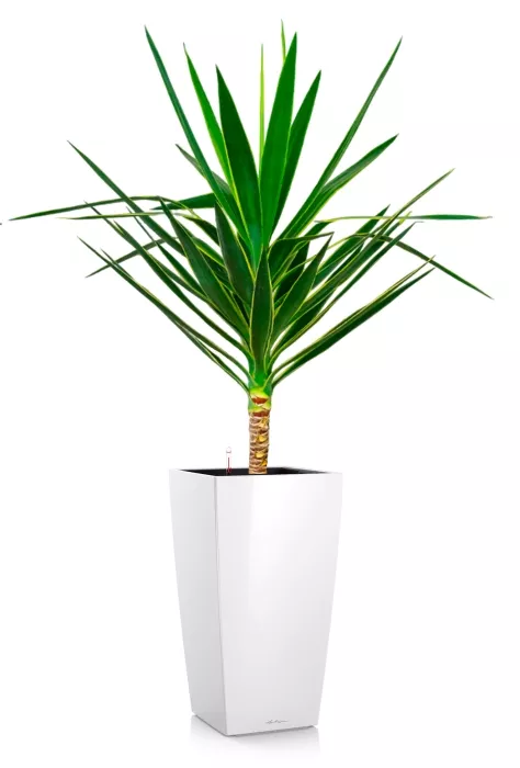 Юкка Пак в CUBICO 30, белый блестящий