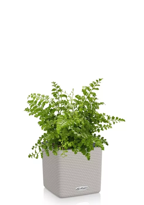 Папоротник Парвати в CUBE COLOR 14, песочно-коричневый