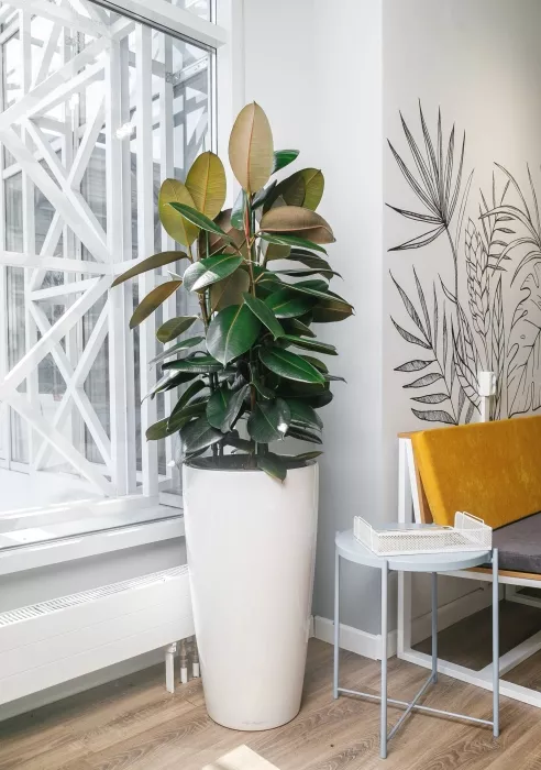 Фикус Эластика в RONDO 40