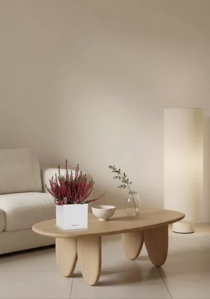 Вереск (Эрика) бордовый в CANTO Stone 14