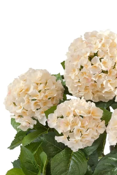 Гортензия куст крем-ваниль большой в горшке