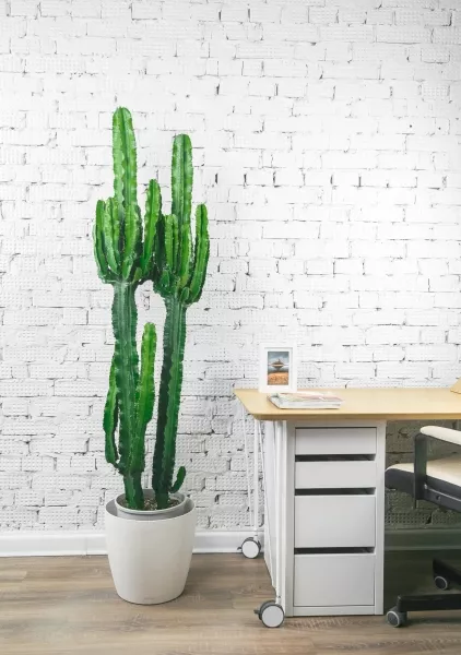 Эуфорбия Ингенс макси 35/160 см