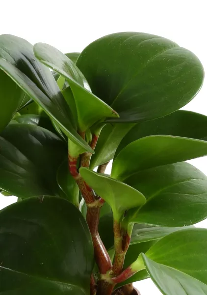 Пеперомия Грин в CUBE COLOR 14