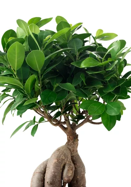 Фикус бонсай в PURO 20
