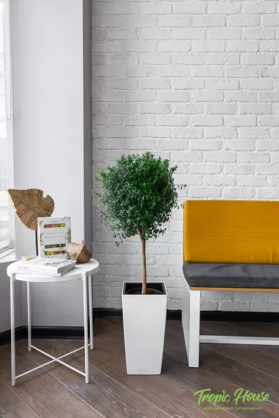 Мирт в CUBICO COLOR 30