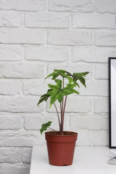 Алоказия Жаклин 12 см в CLASSICO COLOR 18