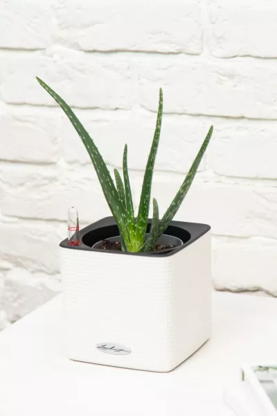 Алоэ Вера в CUBE 14