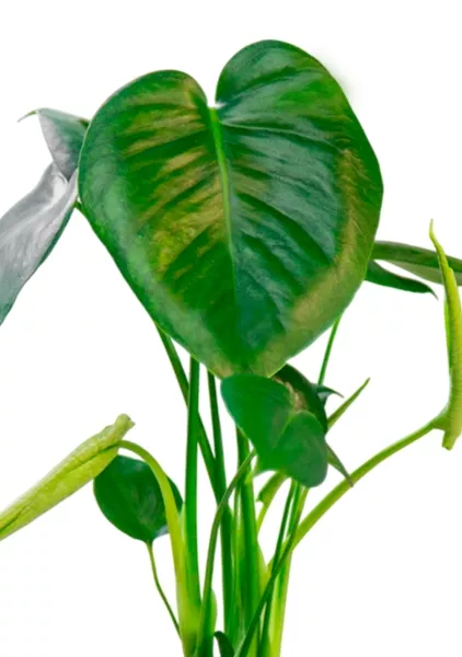 Монстера Делициоза 12/40 см