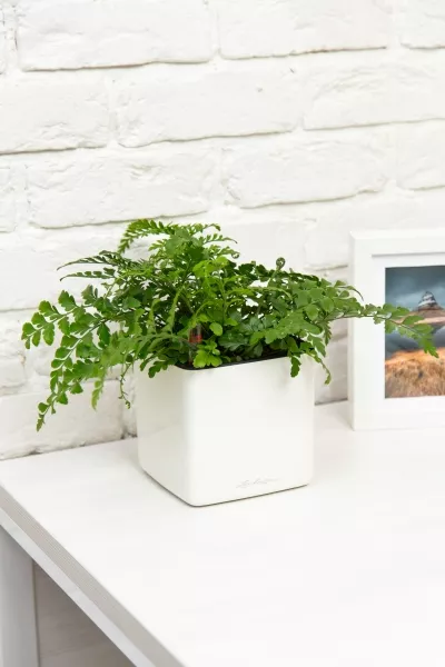 Папоротник Парвати в CUBE GLOSSY 14