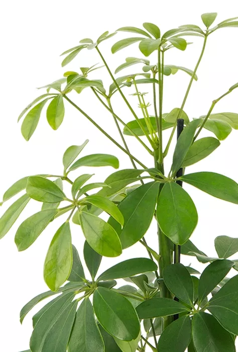 Шеффлера Нора в CUBICO COLOR 22