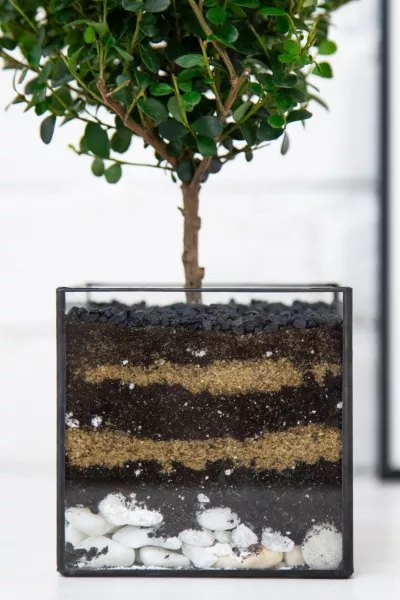 Флорариум с Мирсиной 25 см в кубе