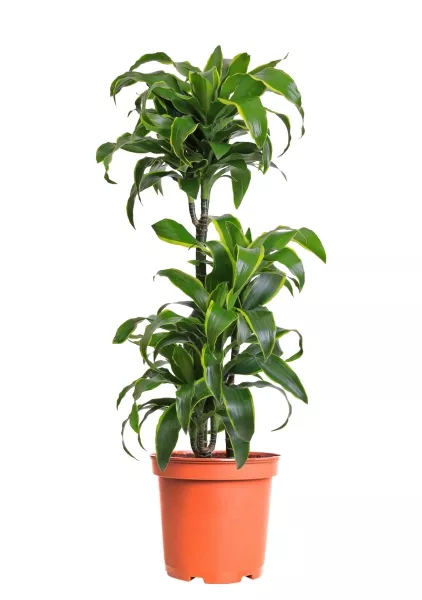 Драцена Дорадо 3 ствола 21/100 см