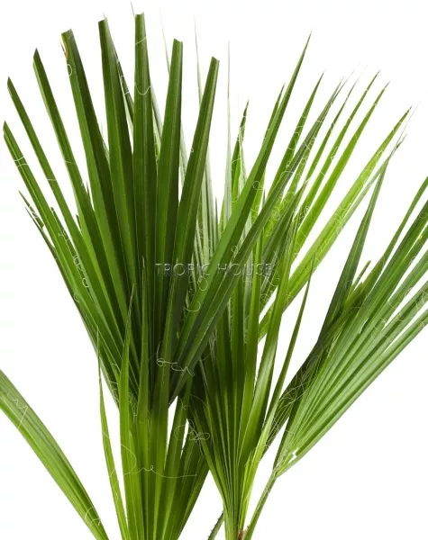 Вашингтония в CILINDRO 32