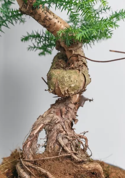 Араукария бонсай ель 27/65 см